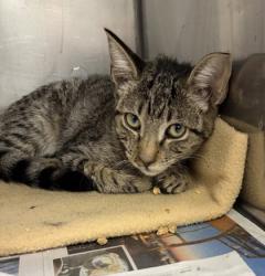 Shelter Stray Male Cat last seen Near Kingfisher, 75181, TX, 1650 Gross Rd, Mesquite, TX 75149, USA