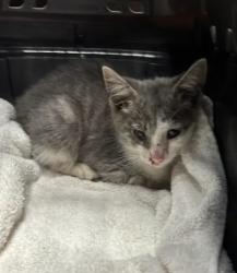 Shelter Stray Male Cat last seen Near Ottley Dr., Atlanta, GA, 1251 Fulton Industrial Blvd NW, Atlanta, GA 30336, USA