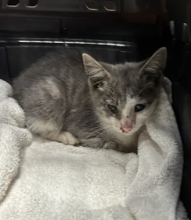 Shelter Stray Male Cat last seen Near Ottley Dr., Atlanta, GA, 1251 Fulton Industrial Blvd NW, Atlanta, GA 30336, USA
