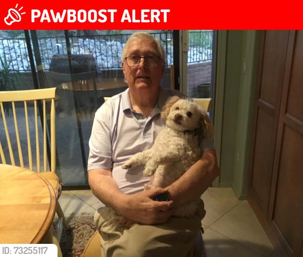 Lost Male Dog last seen Fairfield and Craycroft, Catalina Foothills, AZ 85750