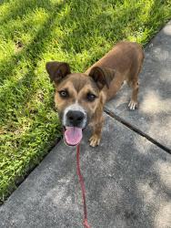 Found/Stray Male Dog last seen Irvington and 610, Houston, TX 77009