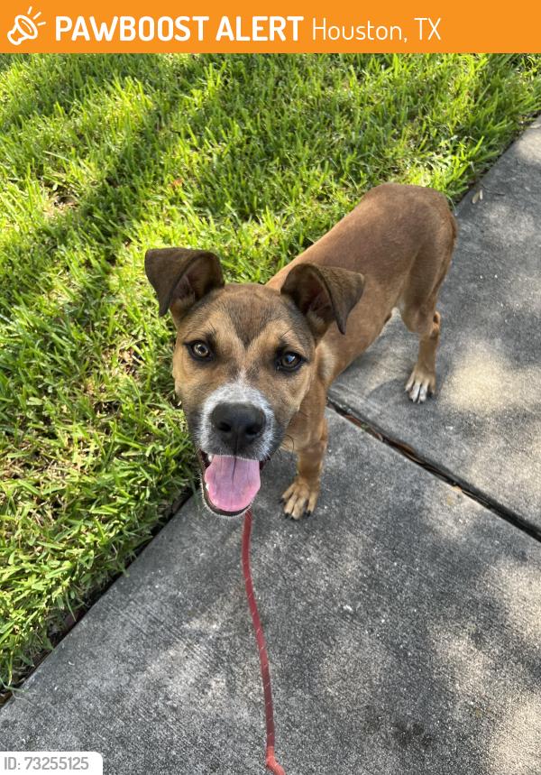 Found/Stray Male Dog last seen Irvington and 610, Houston, TX 77009