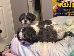 Reunited Female Dog last seen Royal Isle Dr, Northpointe East, TX 77375, USA, Northpointe East, TX 77375