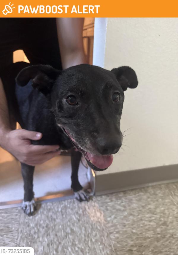 Found/Stray Female Dog last seen Olympic blvd and South Arizona Ave, East Los Angeles, CA 90022