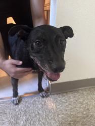 Found/Stray Female Dog last seen Olympic blvd and South Arizona Ave, East Los Angeles, CA 90022