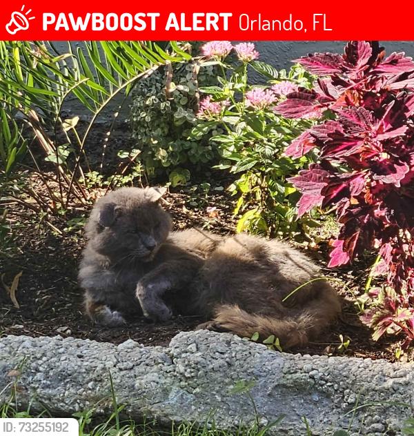 Lost Male Cat last seen Ivey Ln, Orlando, FL 32811