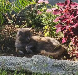 Lost Male Cat last seen Ivey Ln, Orlando, FL 32811