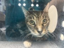 Shelter Stray Male Cat last seen Near Randall Avenue, BRONX, NY, 10473, 326 E 110th St, New York, NY 10029, USA