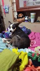 Reunited Male Dog last seen Adams avenue, Cedartown, GA 30125