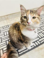 Reunited Female Cat last seen Palm Ave., San Diego, CA 92154