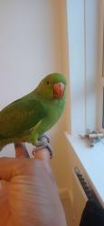 Lost Male Bird last seen Braunstone Park, Leicester, England LE3 1QW