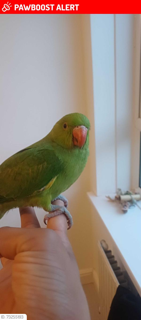 Lost Male Bird last seen Braunstone Park, Leicester, England LE3 1QW