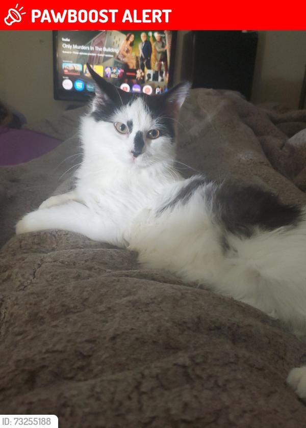 Lost Female Cat last seen Us 23, Walnut Township, OH 43113