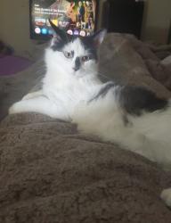 Lost Female Cat last seen Us 23, Walnut Township, OH 43113