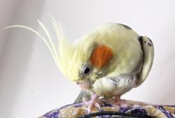 Lost Female Bird last seen Milo's YARD, Queens, NY 11385