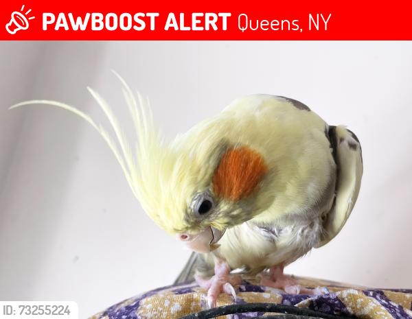 Lost Female Bird last seen Milo's YARD, Queens, NY 11385