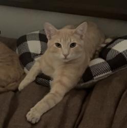 Lost Male Cat last seen oregon street and 9 th, Kalispell, MT 59901