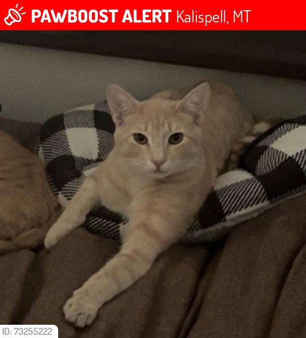 Lost Male Cat last seen oregon street and 9 th, Kalispell, MT 59901