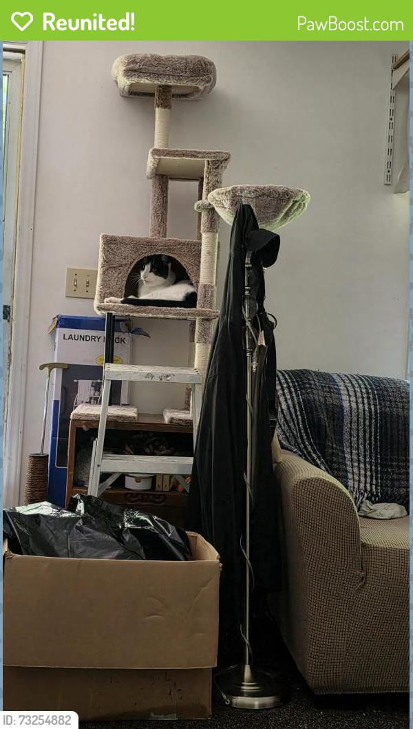 Reunited Male Cat last seen 2nd St, Lexington, NC 27292