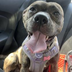 Shelter Stray Female Dog last seen , 980 Guilford College Rd, Greensboro, NC 27409, USA