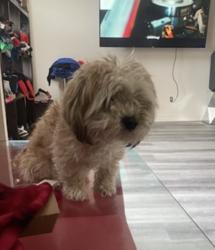 Reunited Female Dog last seen Greenwood and gerrard area, Toronto, ON M4L 3W5