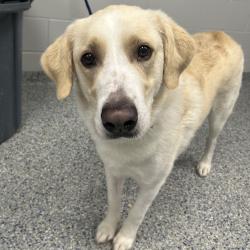 Shelter Stray Male Dog last seen , 328 Furman Hall Rd, Greenville, SC 29609, USA