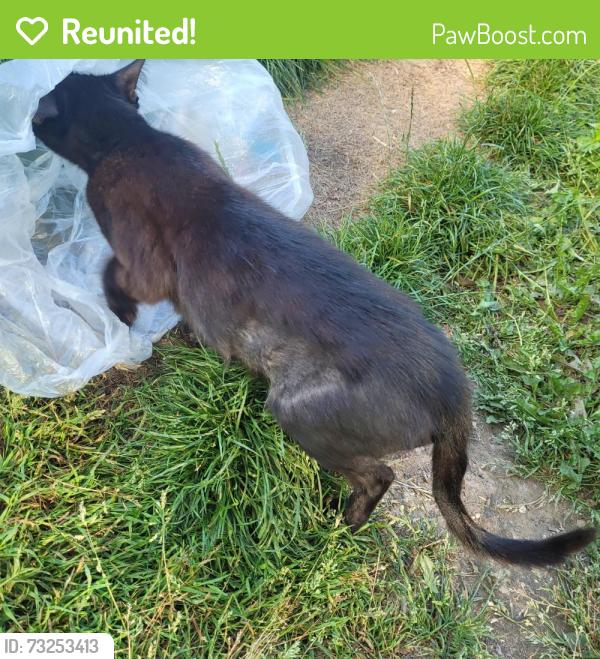 Reunited Female Cat last seen Denham Road, Greater London, England N20