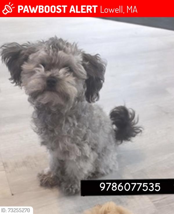 Lost Male Dog last seen Acres Lowell ma, Lowell, MA 01851