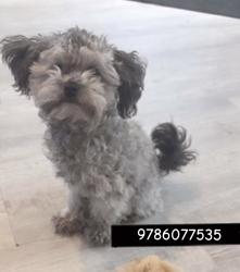 Lost Male Dog last seen Acres Lowell ma, Lowell, MA 01851