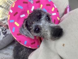 Lost Female Dog last seen Arta Aparments bldg 56, 44, 46, Aliso Viejo, CA 92656