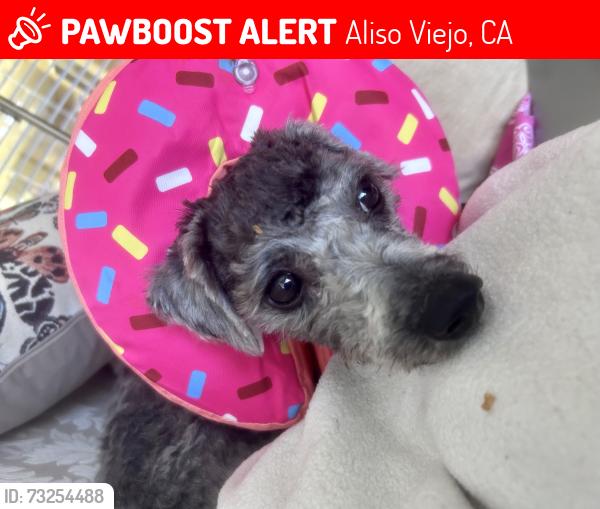 Lost Female Dog last seen Arta Aparments bldg 56, 44, 46, Aliso Viejo, CA 92656