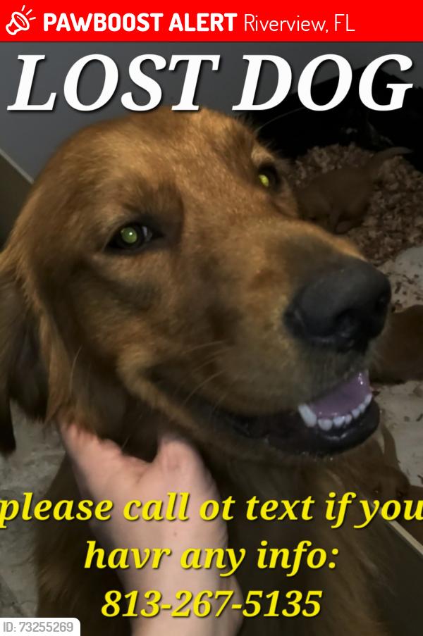 Lost Male Dog last seen Bloomingdale and Watson 33578, Riverview, FL 33578