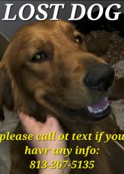 Lost Male Dog last seen Bloomingdale and Watson 33578, Riverview, FL 33578