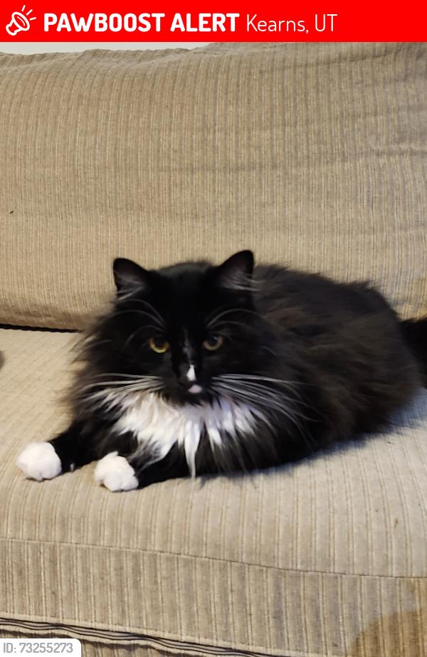 Lost Female Cat last seen Near w 5300 s, Kearns, UT 84118