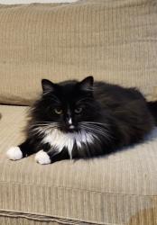 Lost Female Cat last seen Near w 5300 s, Kearns, UT 84118