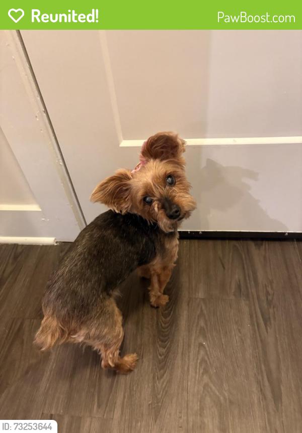 Reunited Male Dog last seen Near Druid Way, Lutz, FL 33548, USA, Lutz, FL 33548