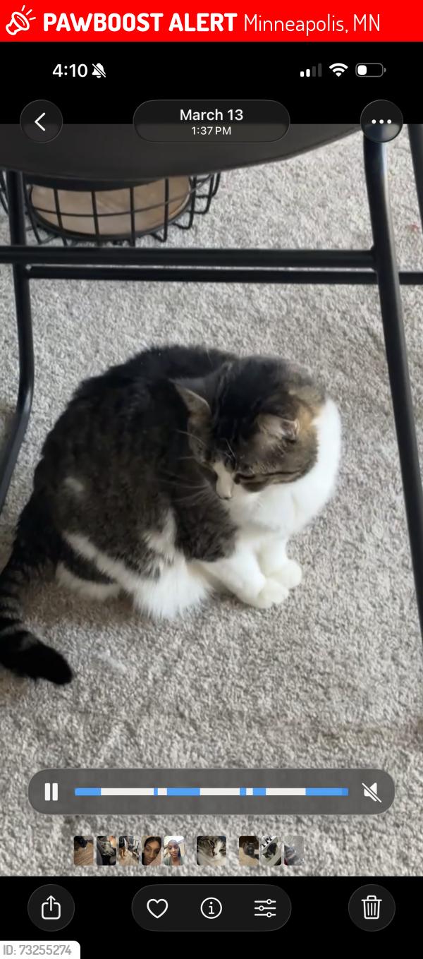 Lost Female Cat last seen Unity and 69th Ave. N, Minneapolis, MN 55429