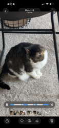 Lost Female Cat last seen Unity and 69th Ave. N, Minneapolis, MN 55429