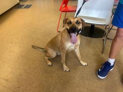 Found/Stray Unknown Dog last seen Blackburn Park, Chamblee, GA 30341