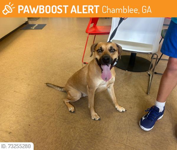 Found/Stray Unknown Dog last seen Blackburn Park, Chamblee, GA 30341
