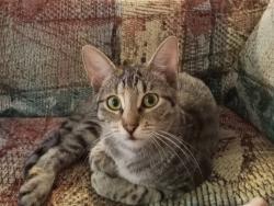 Found/Stray Female Cat last seen West main n 16th street, Belleville, IL 62226