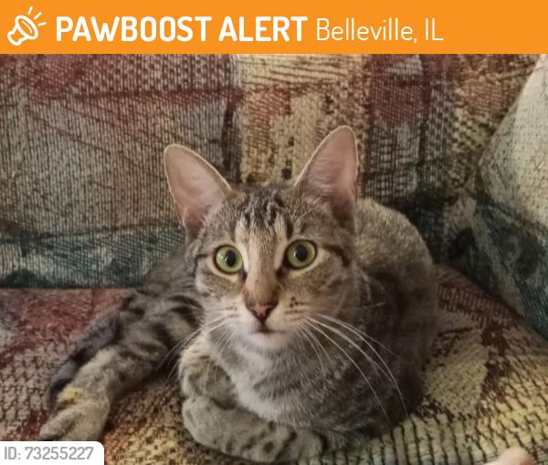 Found/Stray Female Cat last seen West main n 16th street, Belleville, IL 62226