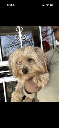 Lost Unknown Dog last seen Grant Circle, Northwest Washington DC, St. Johns County, FL 32033