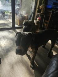 Lost Male Dog last seen Off Virginia Avenue and s. 29th street, Fort Pierce, FL 34947