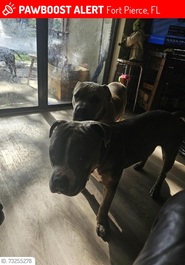 Lost Male Dog last seen Off Virginia Avenue and s. 29th street, Fort Pierce, FL 34947