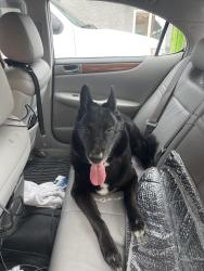 Found/Stray Female Dog last seen Napoleon Ave., New Orleans, LA 70115
