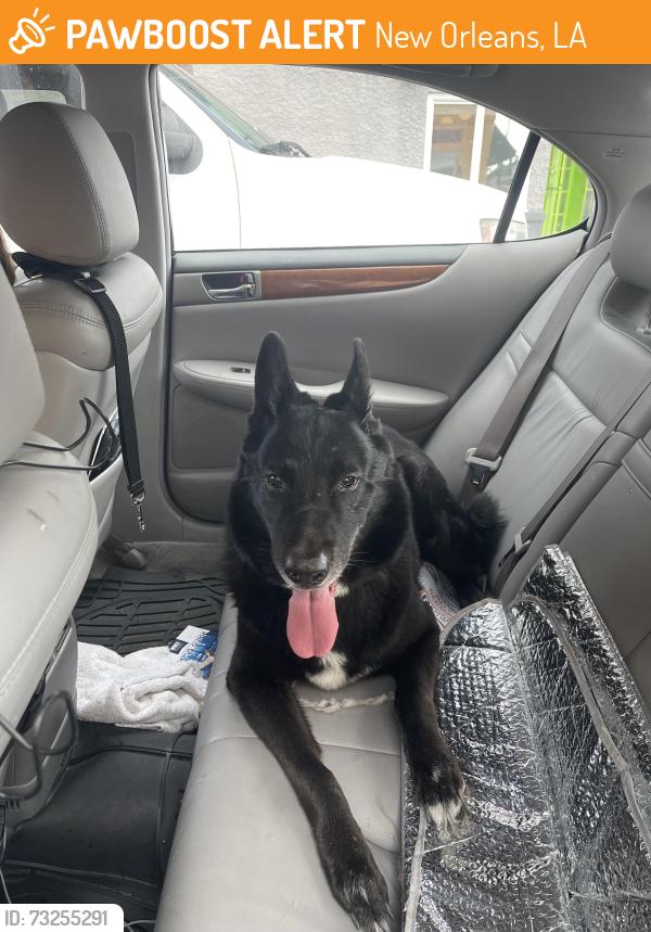 Found/Stray Female Dog last seen Napoleon Ave., New Orleans, LA 70115