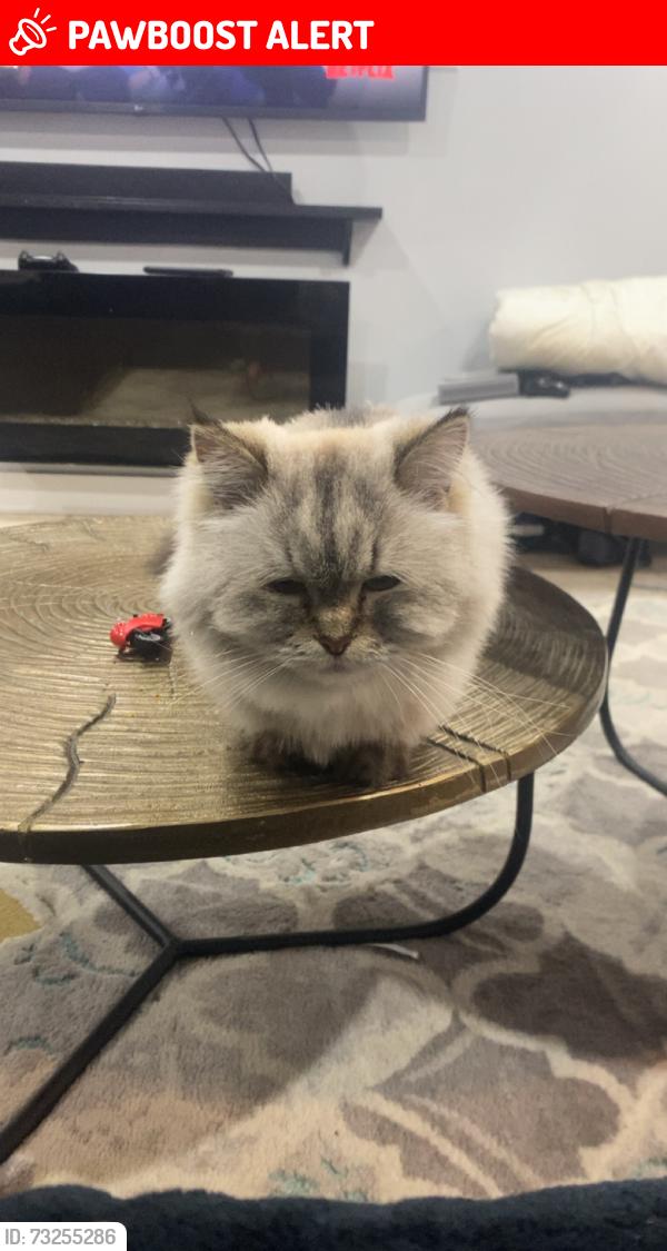 Lost Female Cat last seen Near rue des noisetiers, Vaudreuil-Dorion, QC J7V 5V9