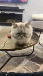 Lost Female Cat last seen Near rue des noisetiers, Vaudreuil-Dorion, QC J7V 5V9