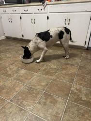 Found/Stray Female Dog last seen Hwy 16 & Cypress Circle, Carroll County, GA 30116